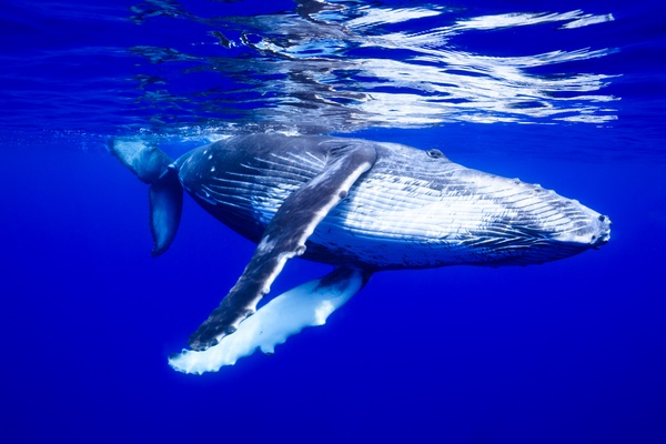 Gentle Giants