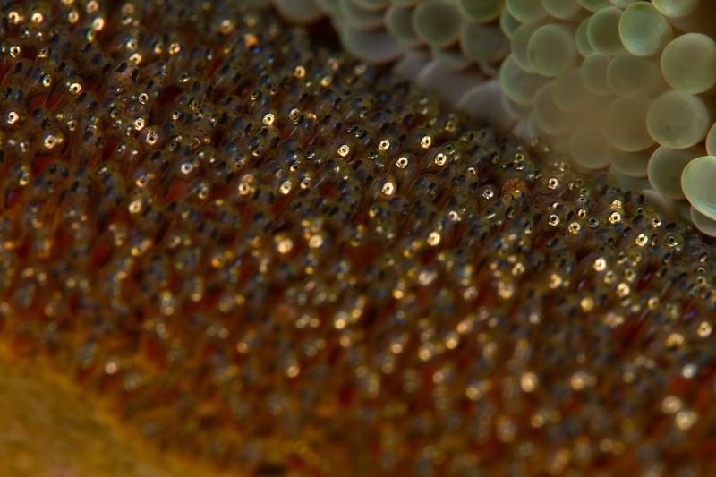 Extreme macro of clownfish eggs — silver-eyed embryos developing beside unfertilized orange eggs.