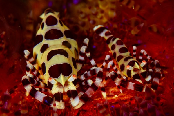 Macro Critters