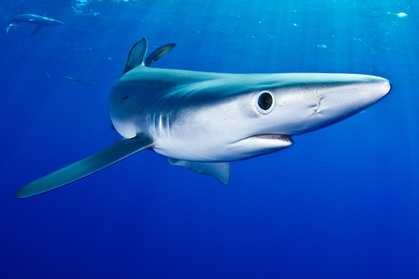 Sharks